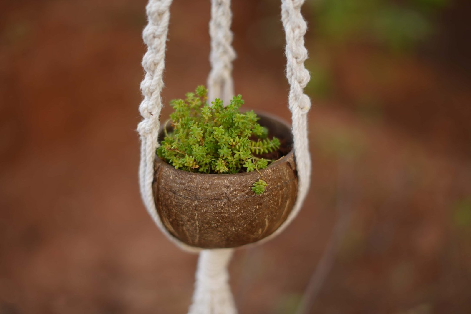 Handcrafted Coconut Shell Hanging Planter with Macramé